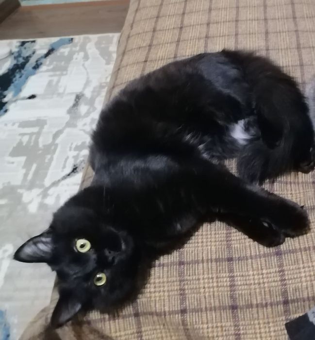 Котенок, 5 мес, в добрые руки