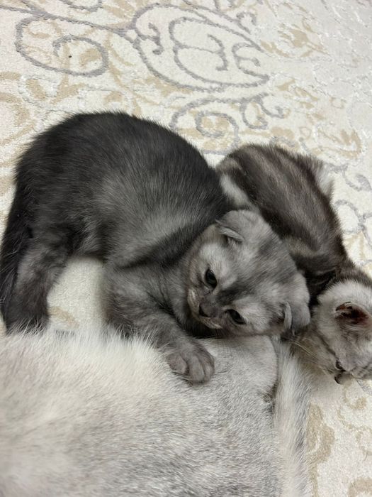 Котята шотландский вислоухие