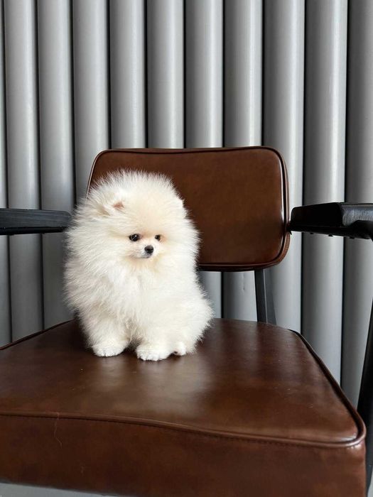 Померан мини мини