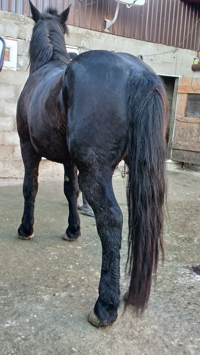 De vânzare armăsar