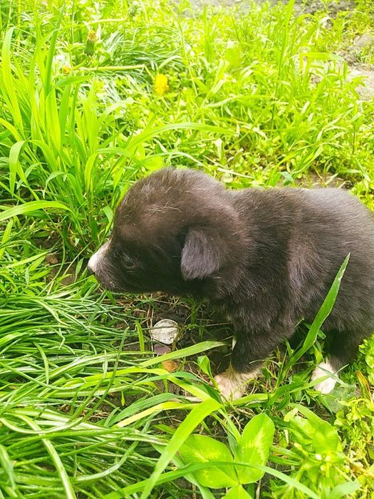 Щенки ищут дом...