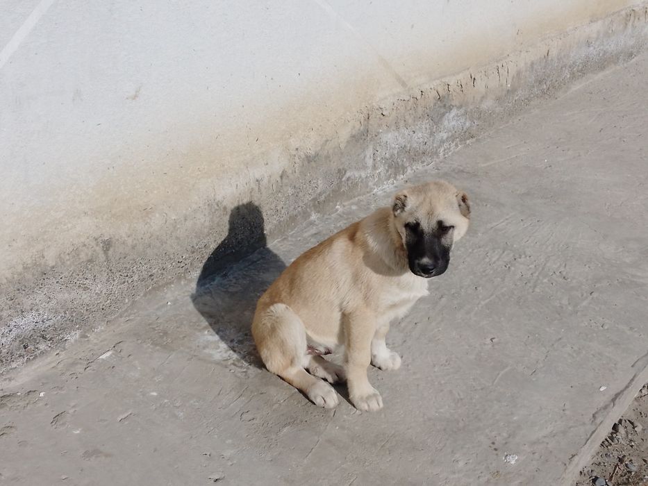 Кангал боласи угил бола 3 ойлик