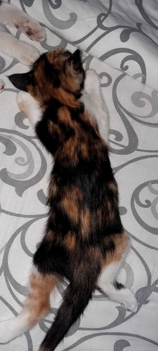 Отдам умных котят