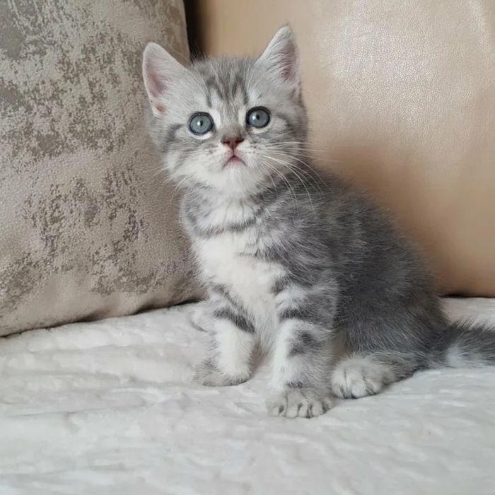 Миленькие Тигрята