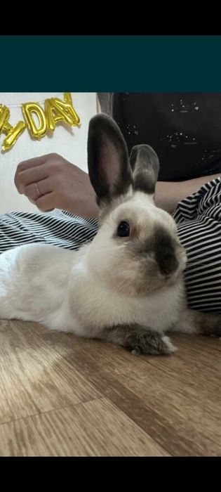 Кролик декоративный ручной