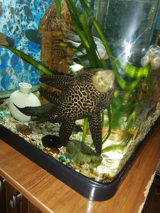 Продается парчовый сом