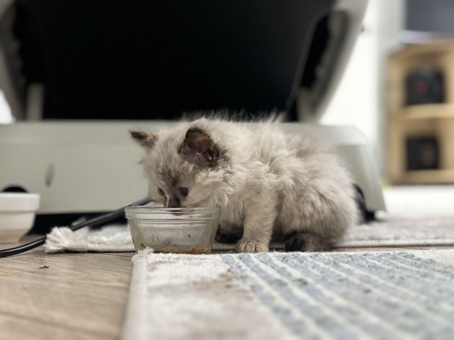Котенок 2 месяца девочка сиамский