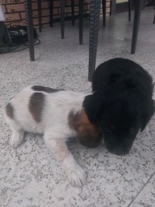 Щенки     даром.