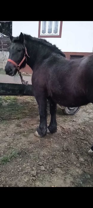 Mânză de vânzare!