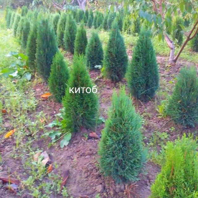 Китоб, туя конпак арчалар бор.  Яшл девор учун.