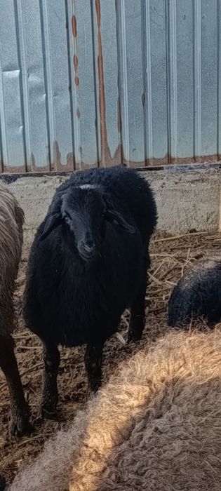 4 матки с ягнятами гиссар