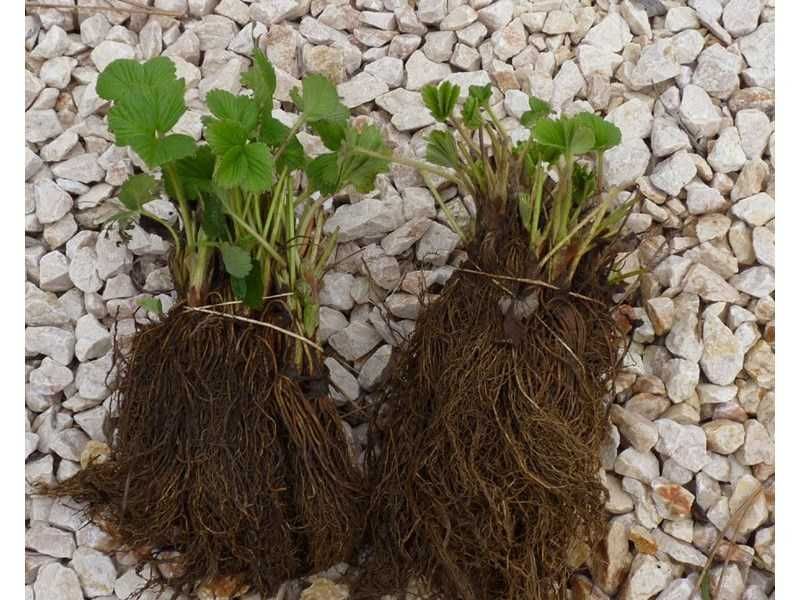 Разсад Ягоди - Азия, Скала, Клери и Други