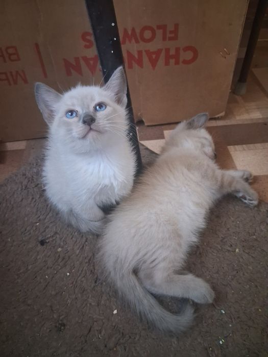 Отдам котят в добрые руки
