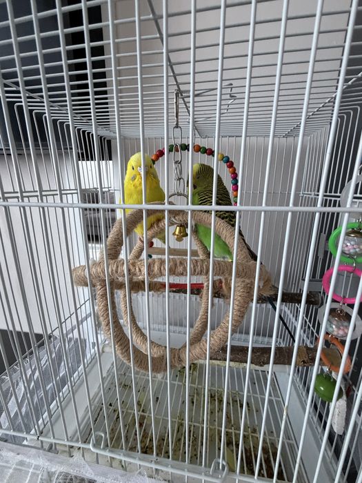 Продам попугаев с клеткой