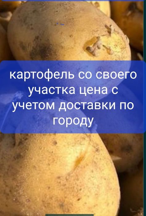 продам картофель