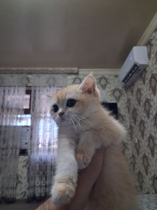 Золотая шиншилла НЙ 12