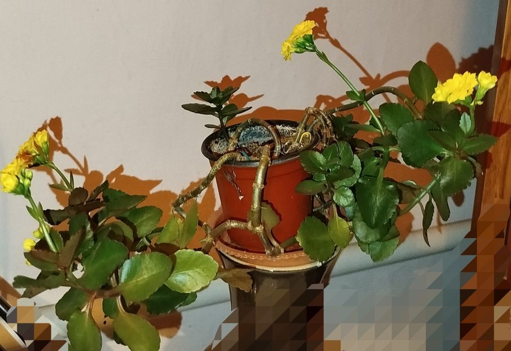 Растение - каланхоэ цветущий