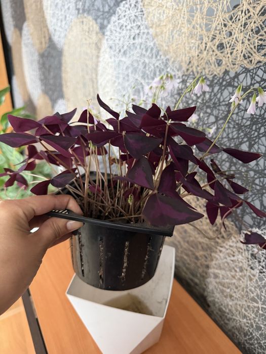 Кислица , Оксалис , Oxalis 4000