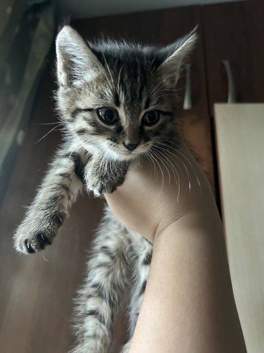 Отдаю двух милых котят. Девочки