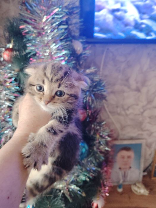 Шотландский фолдик