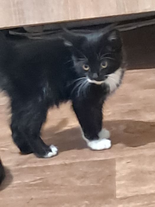 Котята, мальчики, все кушают