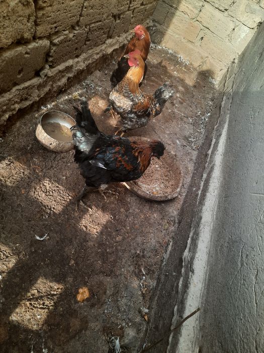 Петух/ Әтеш сатылады