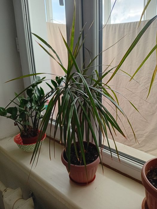 Комнатные растения