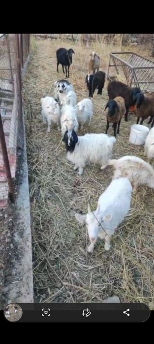 Қой Қозы Ешкі Лақ