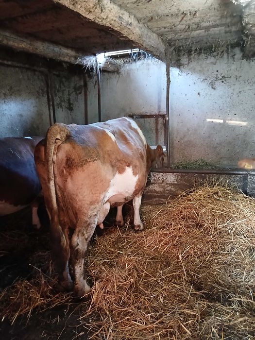 Vaci  de vanzare gestante si cu lape