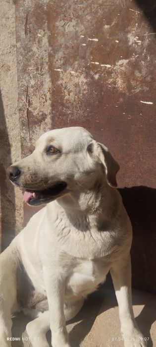 Продам лабрадора ретривера