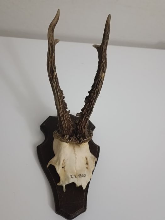 Trofeu căprior pe panoplie de stejar