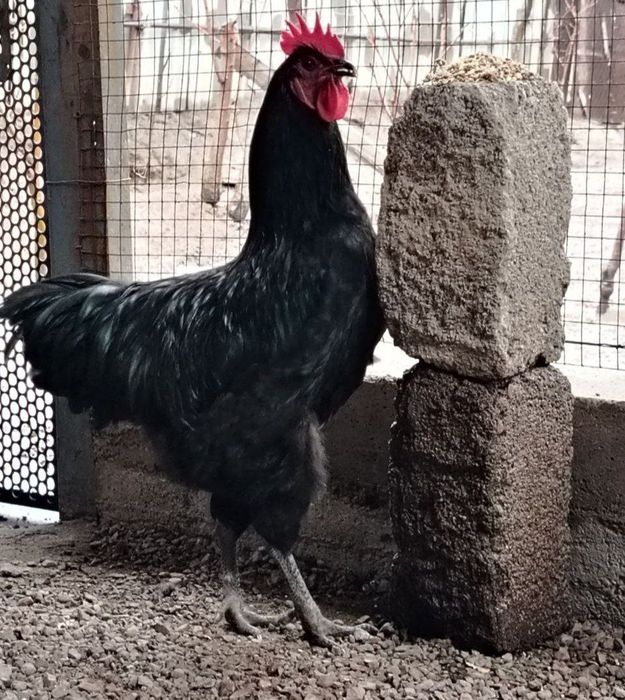 Gigant Qora Shaxzoda tumlari sotiladi