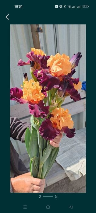 Многолетние цветы ирис жетый