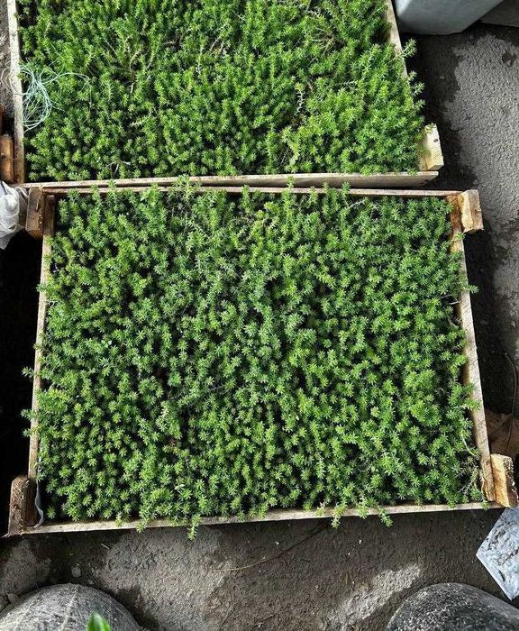 Саженцы Девичьего винограда и Жимолист (Каприфоль) - вьющиеся