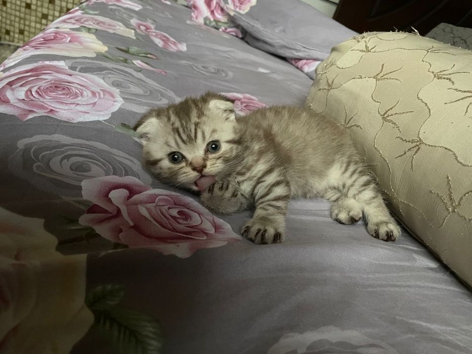 Британские котята