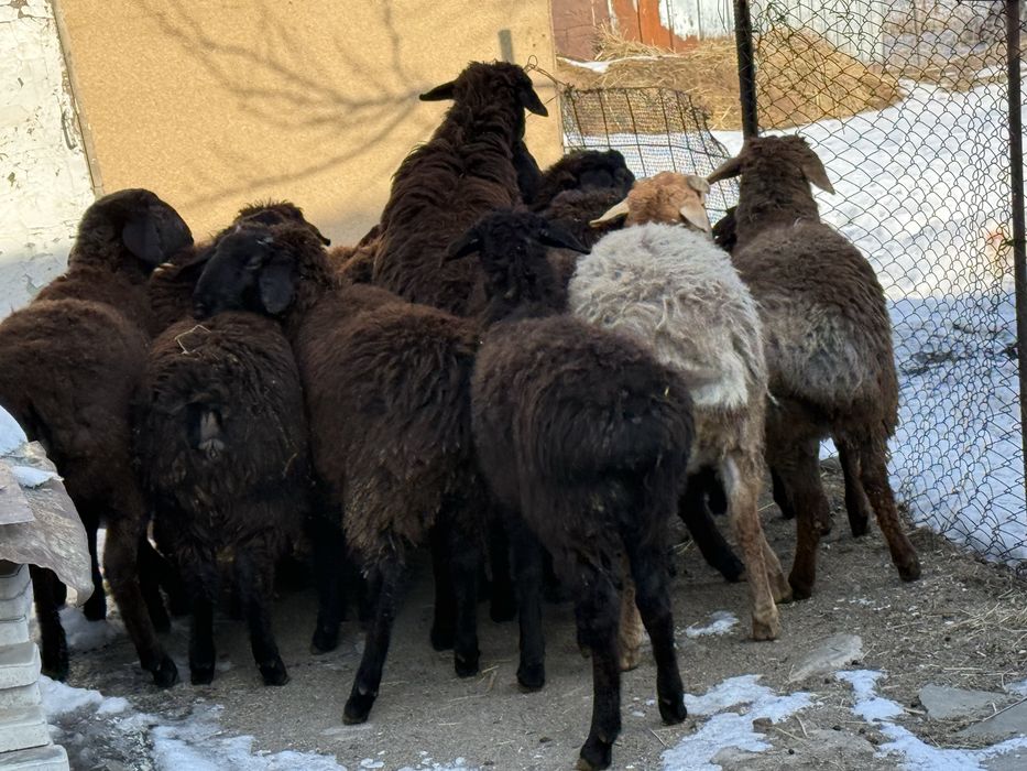 Срочно продается