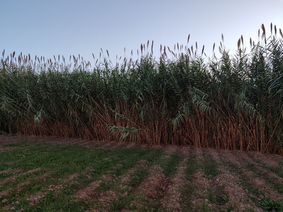 Ґаров камиш Уй ёптшга