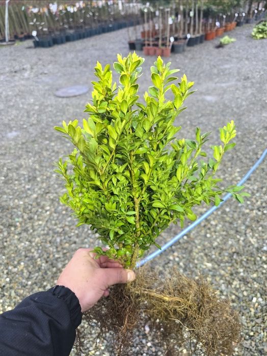 Lemn câinesc- veșnic verde - Ramificat