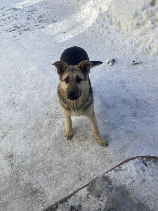 Восточно-европейская овчарка - девочка