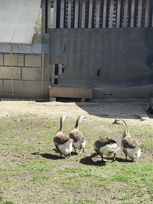 Vând familie de gâște