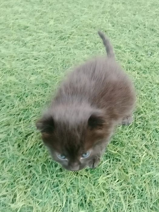 Отдам Котят  от 15 августа