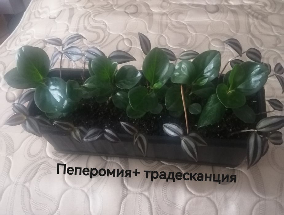 Продам комнатные цветы.