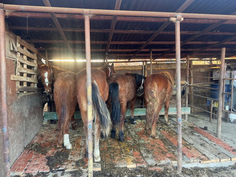 Полтарашкалар сатылады
