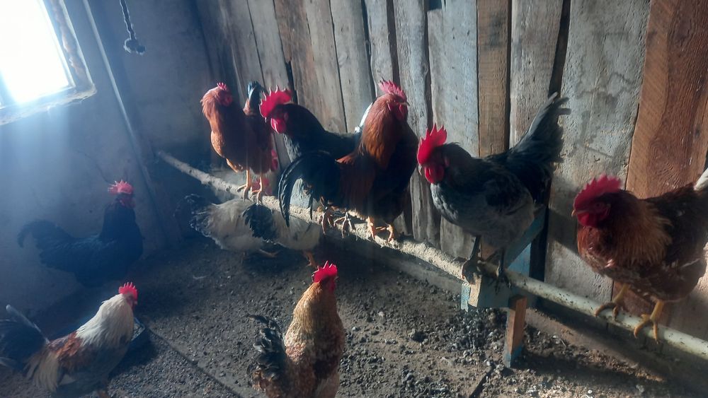 Әтештер Петух ..