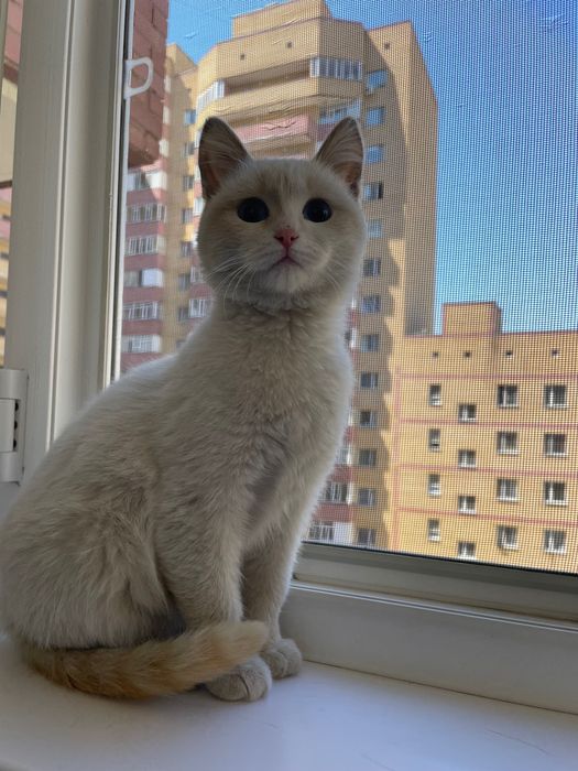 Отдам котенка даром