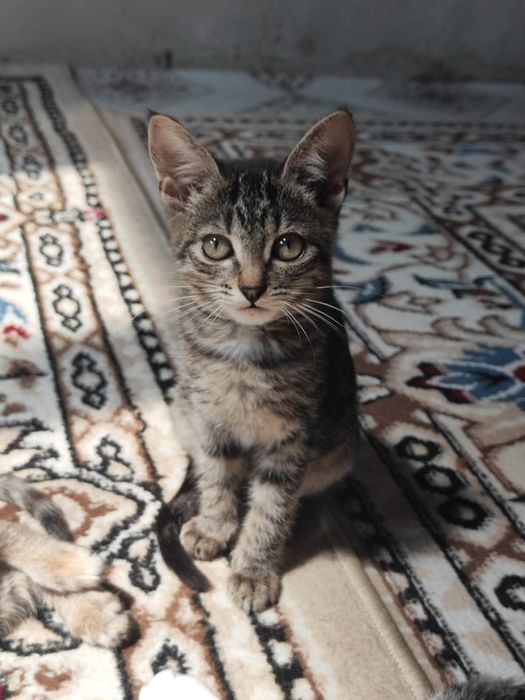 Отдам котят бауырластар 2