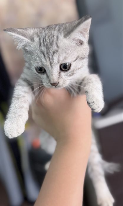 Котята. Девочки.