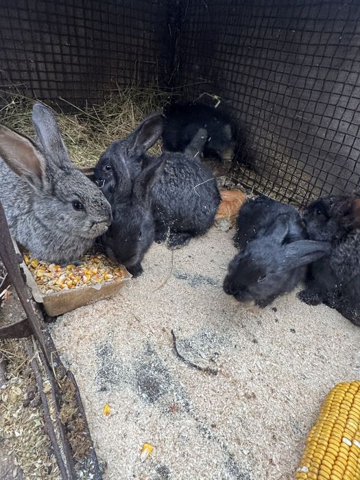 iepurasi urias german