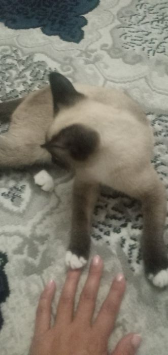 Сиамская кошка продаю