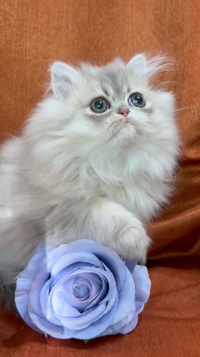 Pisica Persana Chinchilla cu Pedigree